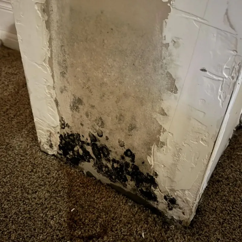 Professional Mold Removal in West Monroe, LA